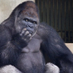 Gorilla Bloomberg (@gorillaosint) Twitter profile photo Gorilla Bloomberg (@gorillaosint) Twitter profile photo