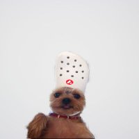 Dog wif Crocs(@dogwifcrocs) 's Twitter Profile Photo