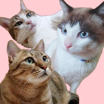猫宮 猫宮 (@E8hKlU2sLBKalz6) / X