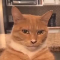 Frothy Assets (@frothyassets) 's Twitter Profile