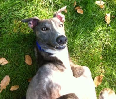 Handsome blue brindle retired racer, son of Fabulous Applause and Knock about Wok, into loafing, eating and flirting with lady greyhounds