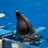 B_n_Dolphin
