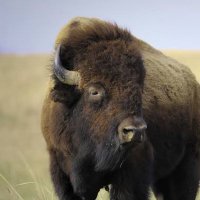SangBison (@sang_bison) 's Twitter Profile