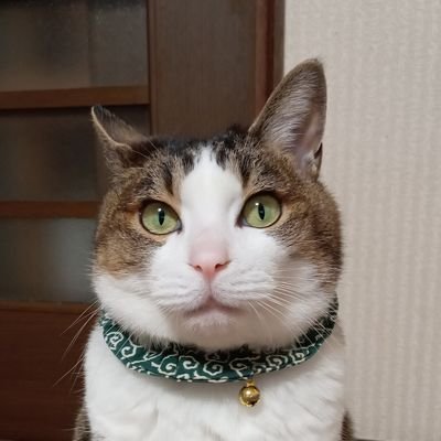 猫･お酒･イベント･外食･ちいかわ･名探偵コナンが大好きな函館人🐾
なんやかんや楽しく生きてます😆笑笑
2024年4月1日から野村水産函館本通直営店で働いており、このアカウントで商品の宣伝などもしていきます🤭