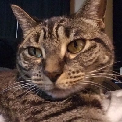 ❤️ cats & cannabis
Destiny 2 
Twitch Affiliate, Rogue Energy Affiliate
https://t.co/J7MpBTf5pa
https://t.co/qphcmcGVXD