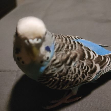 Corruptedmaagic's profile picture. idk