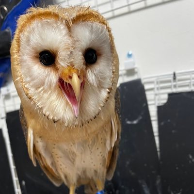 9/17に #メンフクロウ をお迎えしました！ 名前は白（ハク）です🦉主に猛禽類と爬虫類が好きです🥰色々アドバイス頂けたら嬉しいです🙇🙇無言フォロー失礼します🙇‍♀️🙇‍♀️