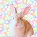 NomNom Rabbit & Exotic Animal Organisation (@nomnomrabbitorg) Twitter profile photo NomNom Rabbit & Exotic Animal Organisation (@nomnomrabbitorg) Twitter profile photo