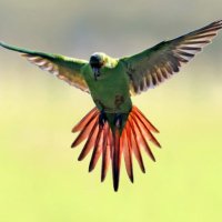 La Cotorra Patriota (@omanegra) 's Twitter Profile