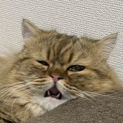 晴れ晴れハル☀️.°さんのプロフィール画像