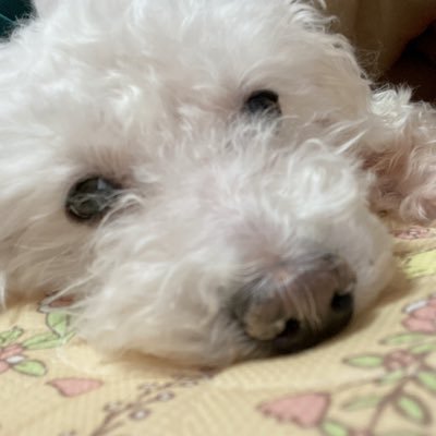 tortue226's profile picture. きっと前世はくま。食パン🍞になりたい。