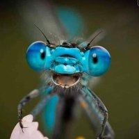 Esmiefly (@esmiefly) 's Twitter Profile Photo
