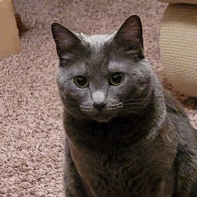 kayden851's profile picture. Pan, she/her 🏳️‍⚧️, 22 years old. FREE PALESTINE!! 🇵🇸