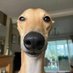 Tom (@tommi_wid80) Twitter profile photo Tom (@tommi_wid80) Twitter profile photo