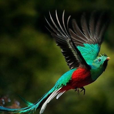 pichecantropus's profile picture. 