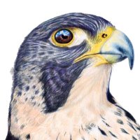 قصــافٌ 𓅓 (@falcon_qassaf) 's Twitter Profile