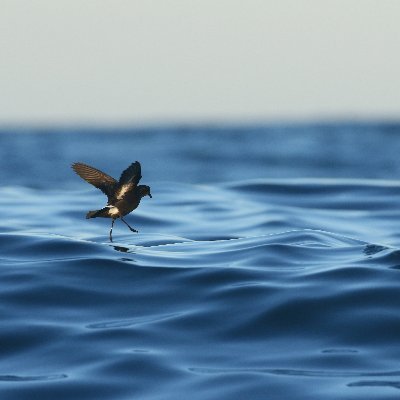 Global spatial ecology and conservation of storm petrels @BiodiversaPlus