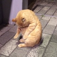 ナナキ　モモ (@nanao59639) 's Twitter Profile Photo