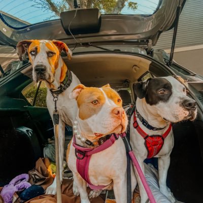 2 Rescue Pitties & A Great Dane pup!📍FL 🚍Bringing freight & smiles coast to coast 🗺️ #TruckerTails ⬇️LINKS ❤️ Catch us on YouTube!