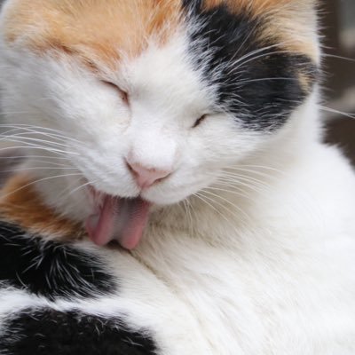 kobaemonn's profile picture. 