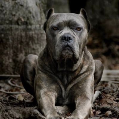 gregor_m82's profile picture. 