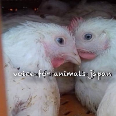 @eugene_veganがメイン、 ここはサブでRTのみ/ 動物問題・環境 /VoiceForAnimalsjapan™️運営