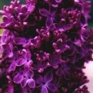 RedLilac220242