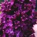 RedLilac220242