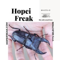 ホペイフリーク (@hopeifreakshop) 's Twitter Profile Photo