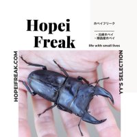 ホペイフリーク(@HopeiFreakShop) 's Twitter Profile Photo