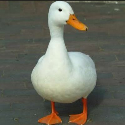 rotoinfo54321's profile picture. 