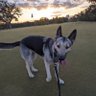 Golfingbrock's profile picture. Scramble long drive champion. 7 wood aficionado. Former DII walk on. 42. There’s always a window. First Tee golfathon link👇