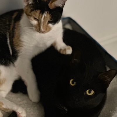 2dancojames's profile picture. Dontpissmeoff