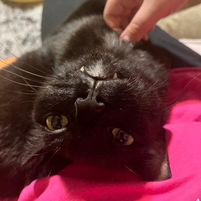dreasaucee's profile picture. 