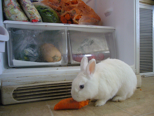 140Carrots's profile picture. I'm the vegan rabbit who rules @HarvestHome. This is your one-stop shop for sanctuary gossip, personal rabbit revelations & tips on how to save the world.