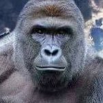 YOU MISS THE OLD HARAMBE? 🍌I DIED FOR YOUR SENDS🦍 $HARAM🍌Community Lead🦍  https://t.co/h0TP9KMdN6