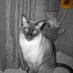 Lea Ann Wiemann Post (@lwiemo) Twitter profile photo Lea Ann Wiemann Post (@lwiemo) Twitter profile photo