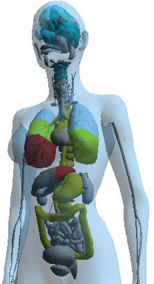 4dbodyscan's profile picture. Full 3D Body Scan of Major Organs and System