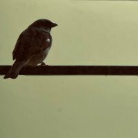 Nitu Yumnam (@nituyumnam) 's Twitter Profile Photo Nitu Yumnam (@nituyumnam) 's Twitter Profile Photo