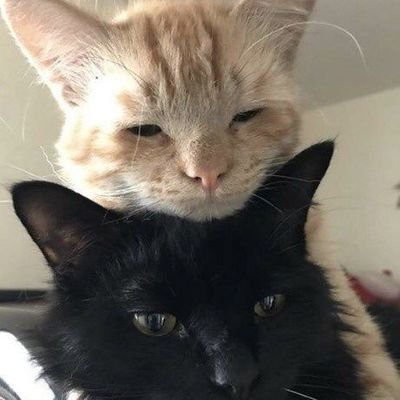 cherianbombon's profile picture. ୧ ׅ𖥔 ۫  
@shoyoshtp   &    @nochucat           ㅤㅤㅤㅤ      
dos años y más juntos