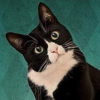 Ethan Paterson 🟣 (@tuxedoboy84) 's Twitter Profile