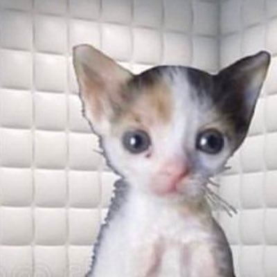 DroopyTVHDXD's profile picture. 🔺deficient, delusional