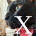 roco*の猫活/猫との暮らし… (@roco23roco) Twitter profile photo roco*の猫活/猫との暮らし… (@roco23roco) Twitter profile photo