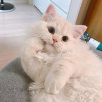 Nenito946 (@furostephengow) 's Twitter Profile