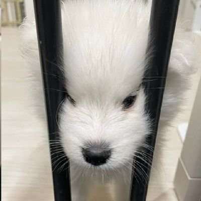 Mookiny_wink's profile picture. Flowers in the mist. 🌻🐠