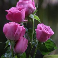 Savita Lamba (@savitalamba) 's Twitter Profile Photo