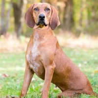 Racoon Hunter (@redcoondog) 's Twitter Profile