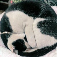 Macプロデュース🐾🐈⬛🌈🌉@(ΦωΦ) (@engekidamon) 's Twitter Profile Photo Macプロデュース🐾🐈⬛🌈🌉@(ΦωΦ) (@engekidamon) 's Twitter Profile Photo