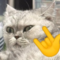 顧 (@gyn1456804) 's Twitter Profile