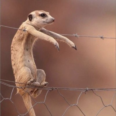 DaviiMuchuku's profile picture. Tech enthusiastic